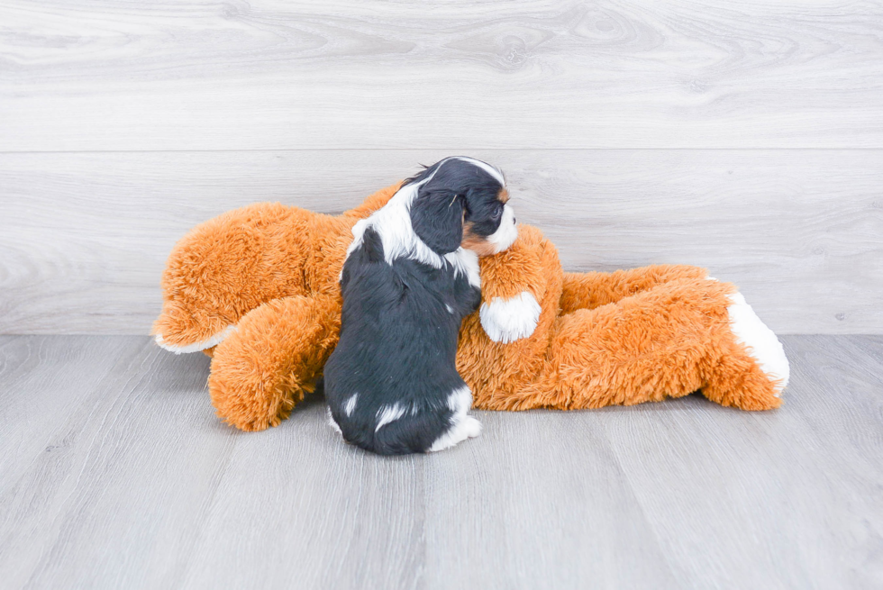 Best Cavalier King Charles Spaniel Baby