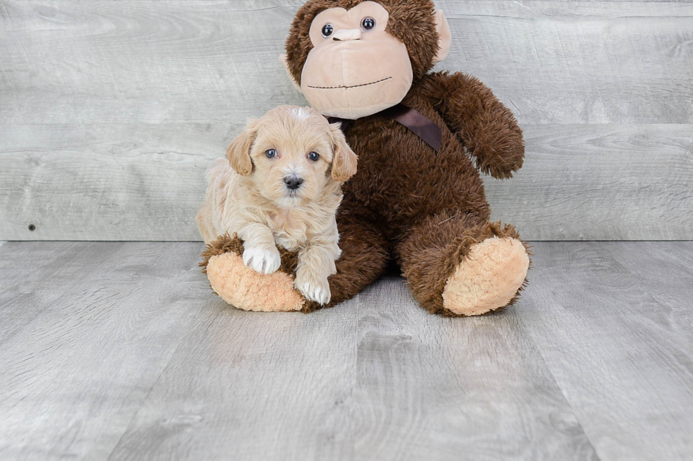 Sweet Maltipoo Baby