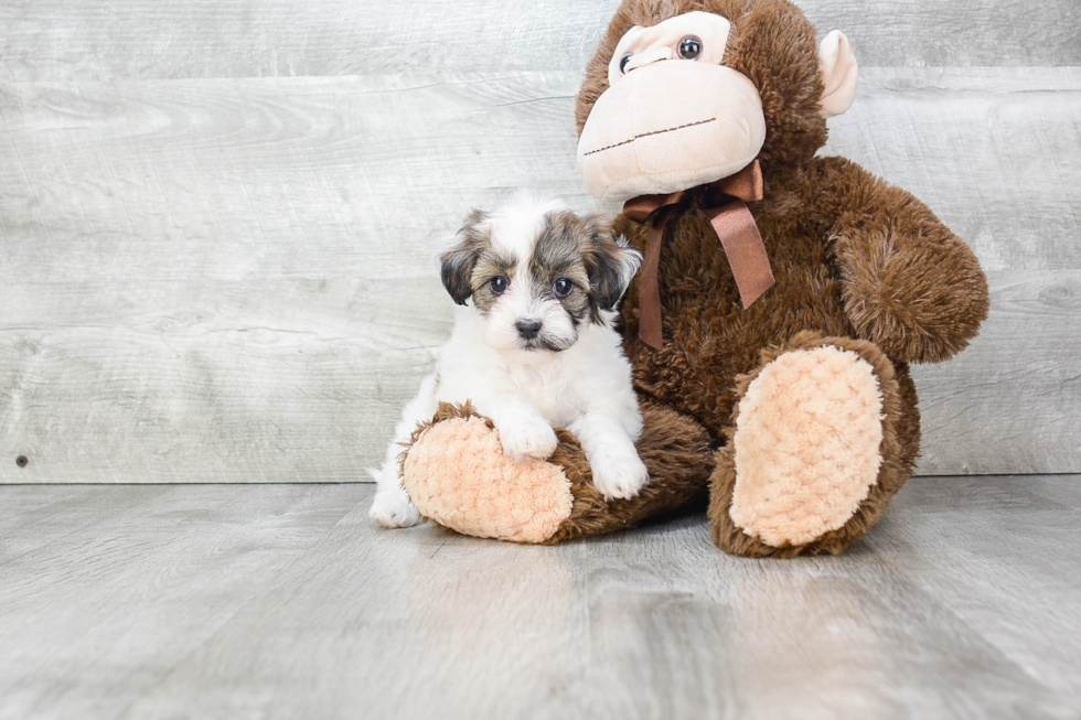 Teddy Bear Pup Being Cute