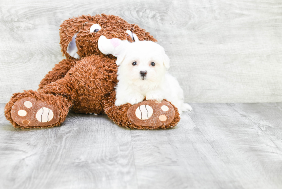 Happy Maltese Purebred Puppy