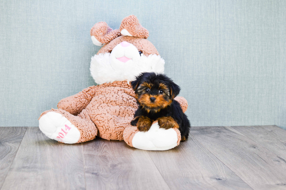 Meet Nugget - our Yorkshire Terrier Puppy Photo 