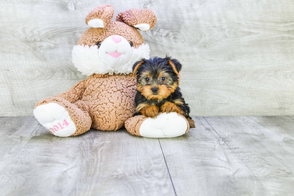 Meet Izzie - our Yorkshire Terrier Puppy Photo 