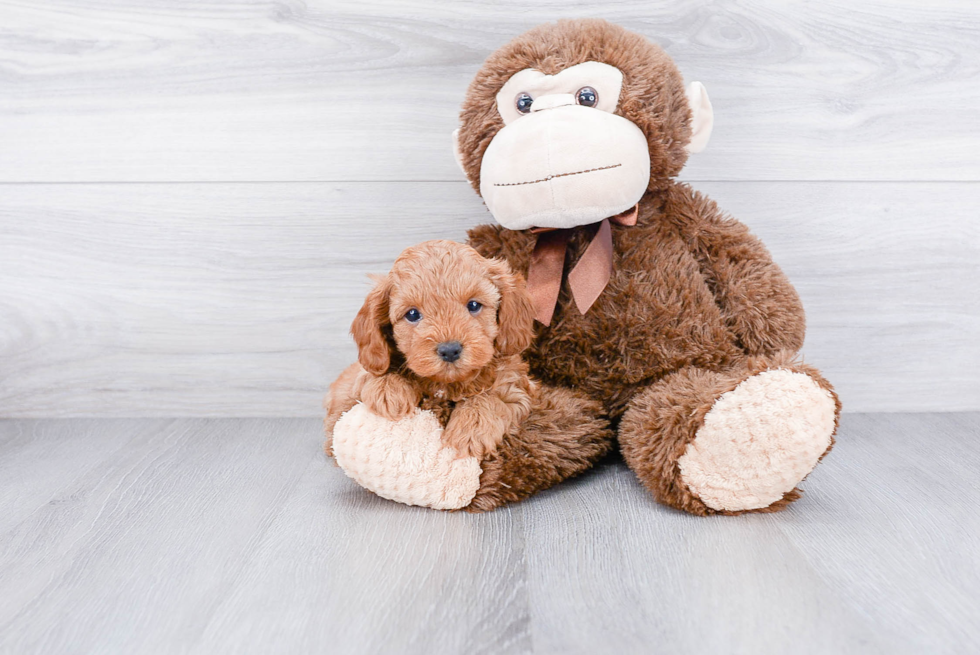 Popular Cavapoo Poodle Mix Pup