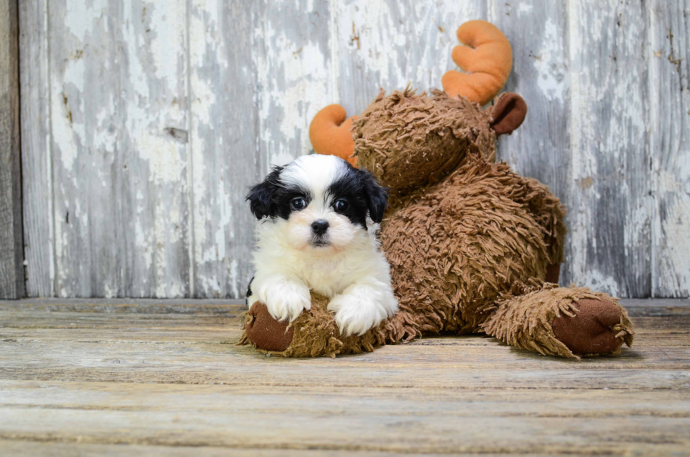 Funny Teddy Bear Designer Pup