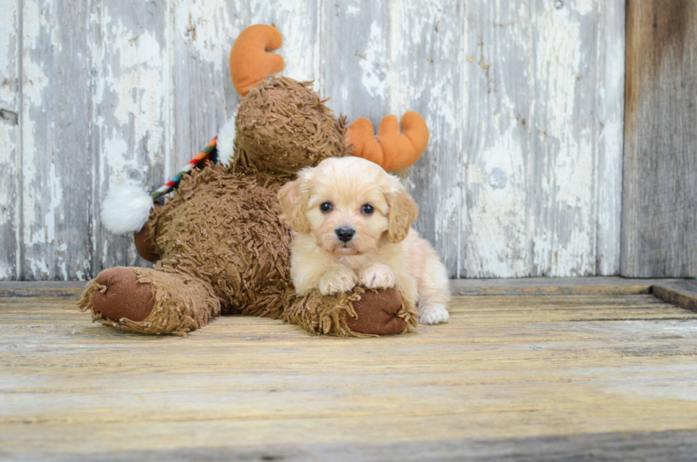 Popular Cavachon Designer Pup