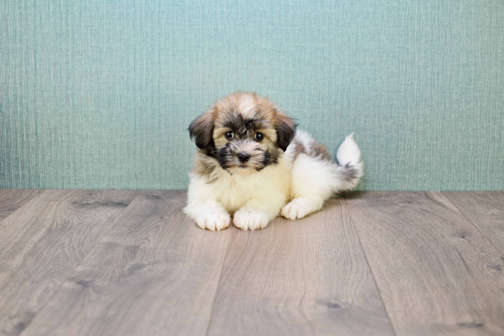 Havanese Puppy for Adoption