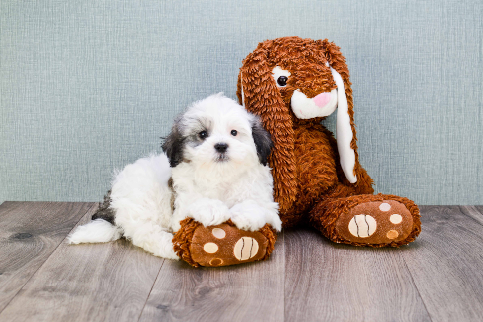 Havanese Pup Being Cute