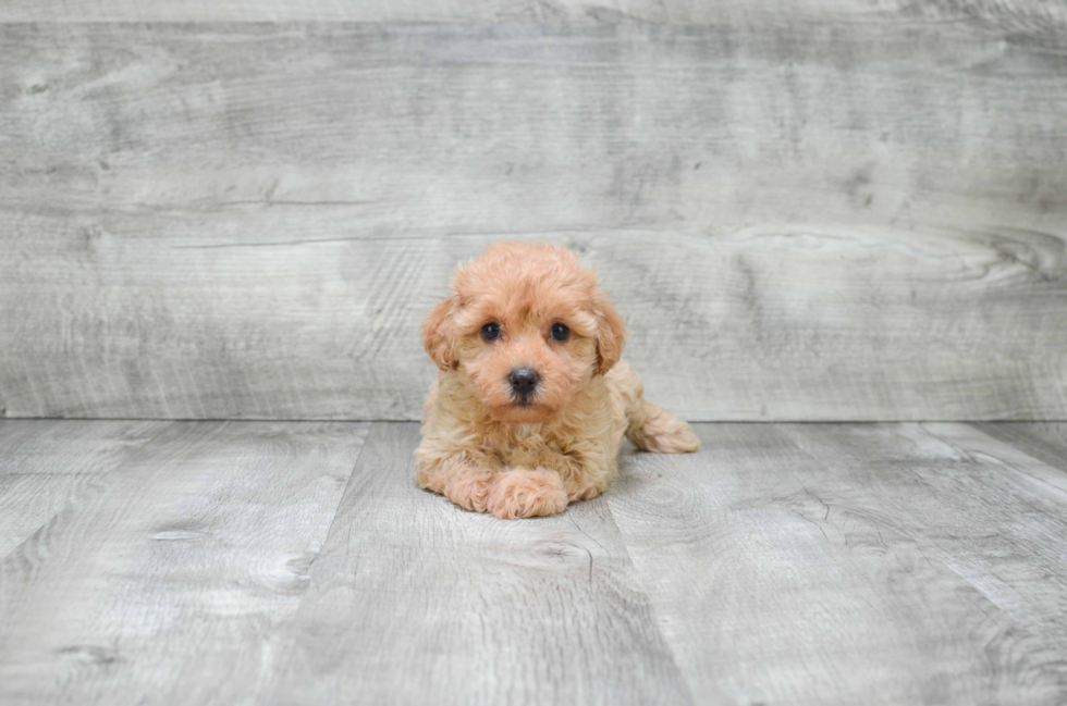 Cavapoo Puppy for Adoption