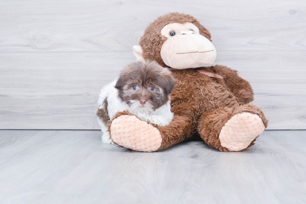 Havanese Pup Being Cute