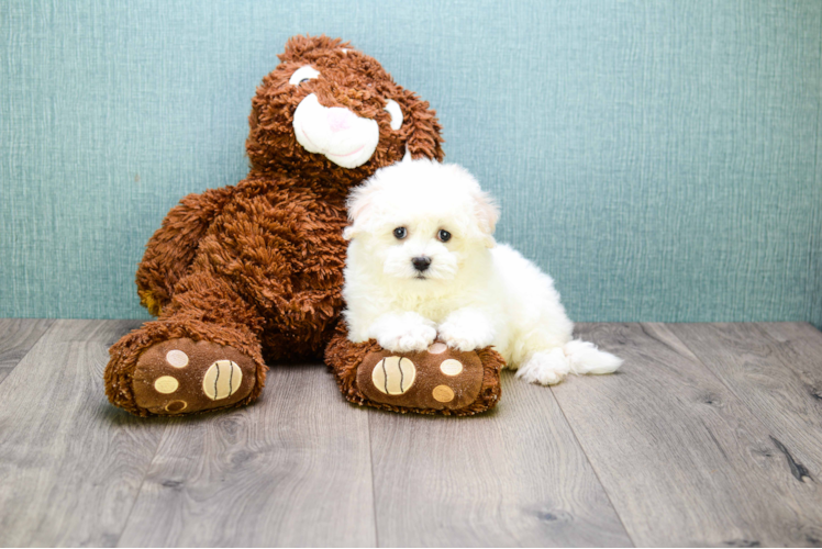 Fluffy Maltipoo Poodle Mix Pup