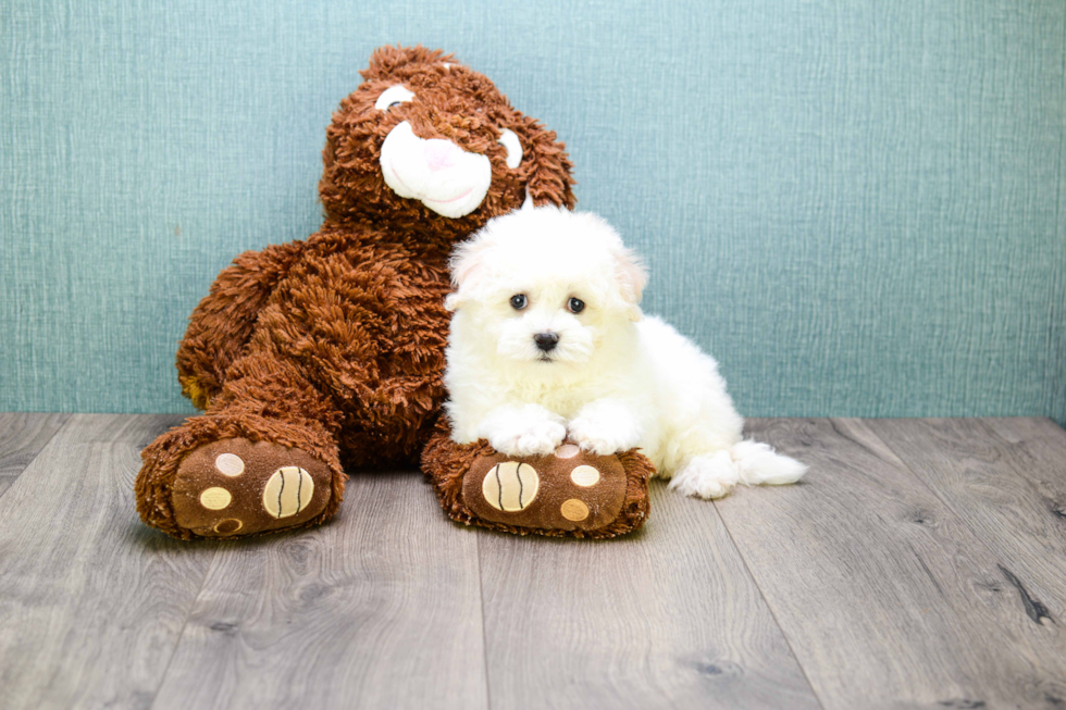 Fluffy Maltipoo Poodle Mix Pup