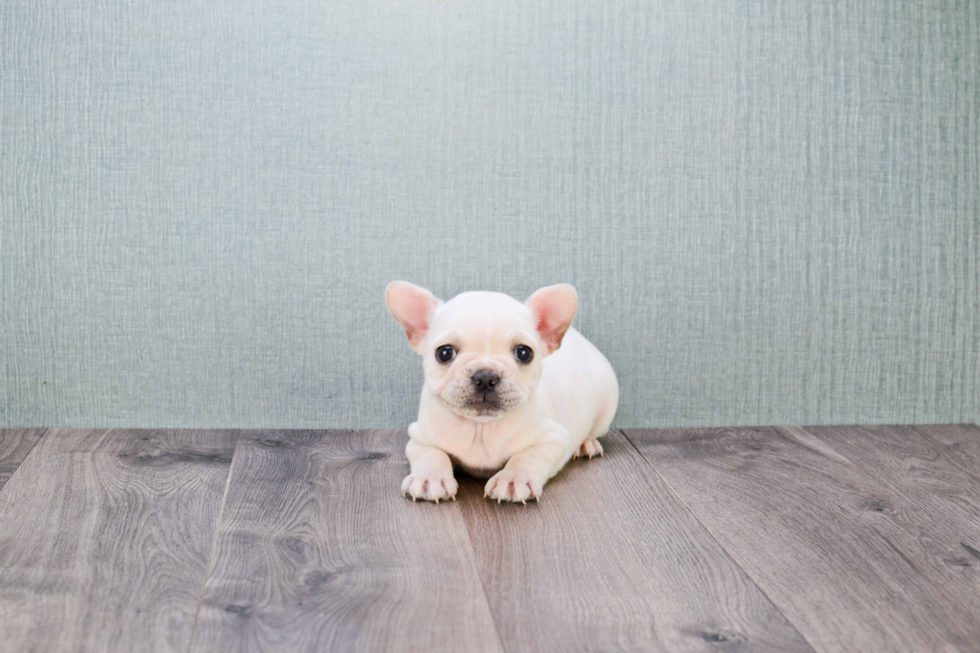 Small French Bulldog Baby