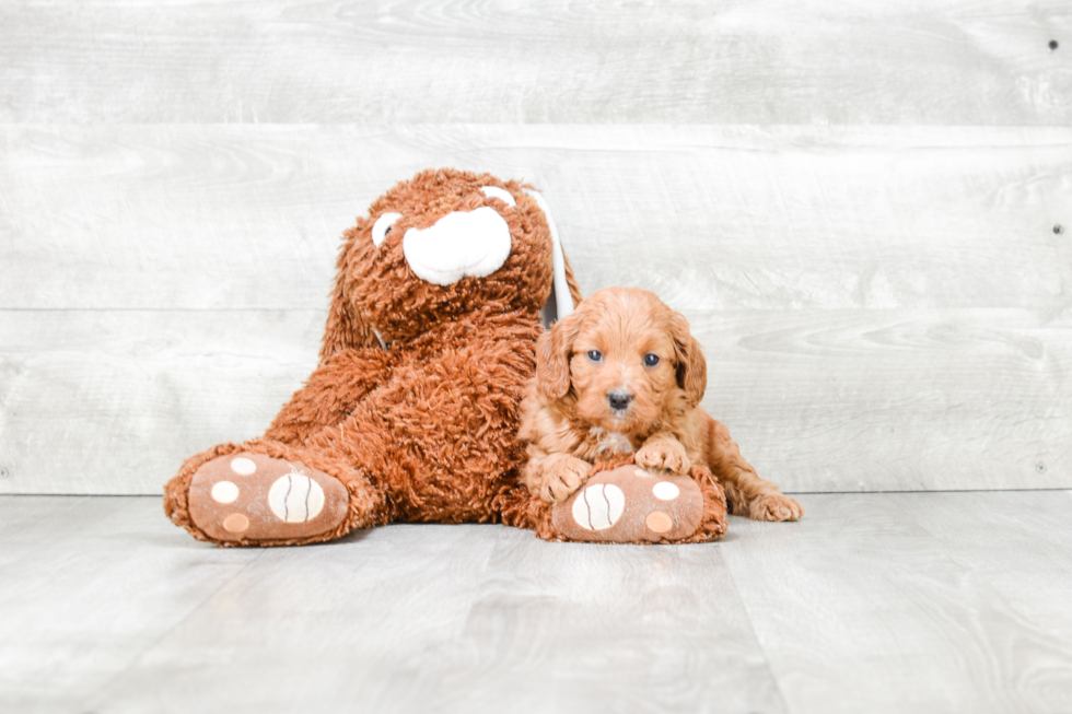 Best Cavapoo Baby