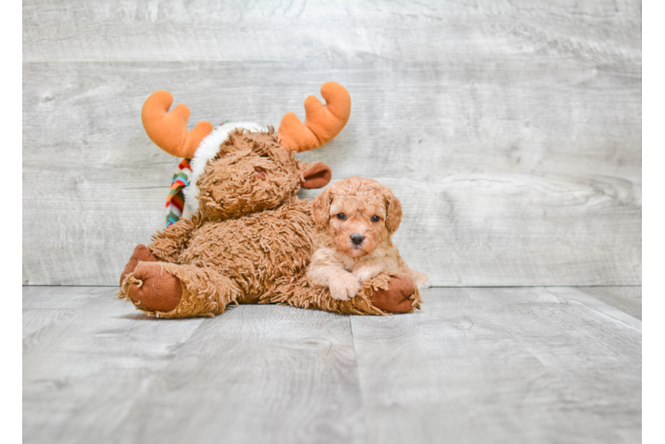 Fluffy Cavapoo Poodle Mix Pup