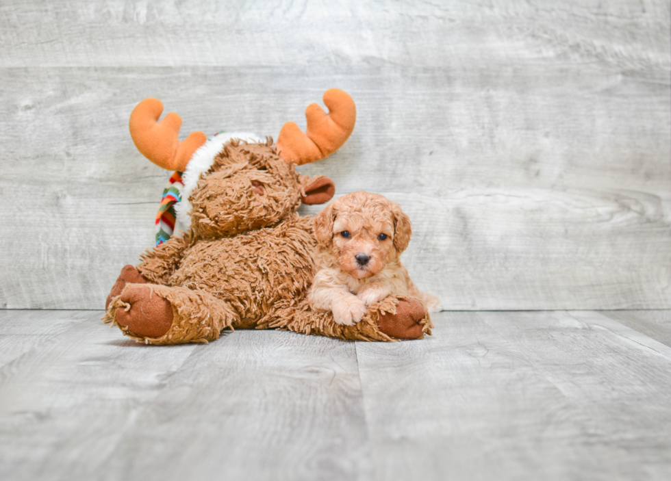 Fluffy Cavapoo Poodle Mix Pup