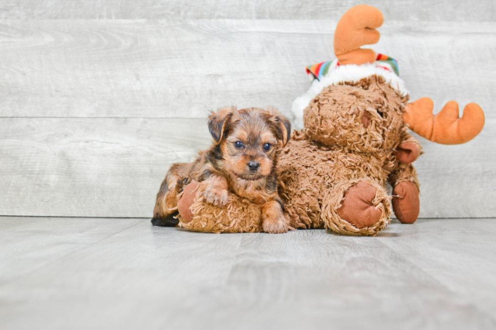 Shorkie Pup Being Cute