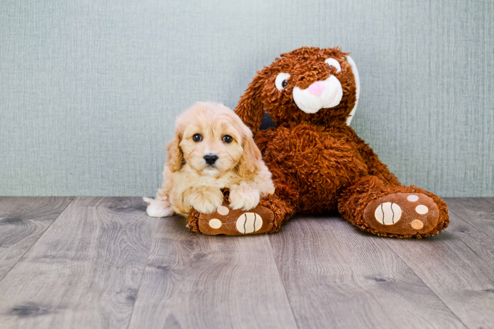 Popular Cavachon Designer Pup