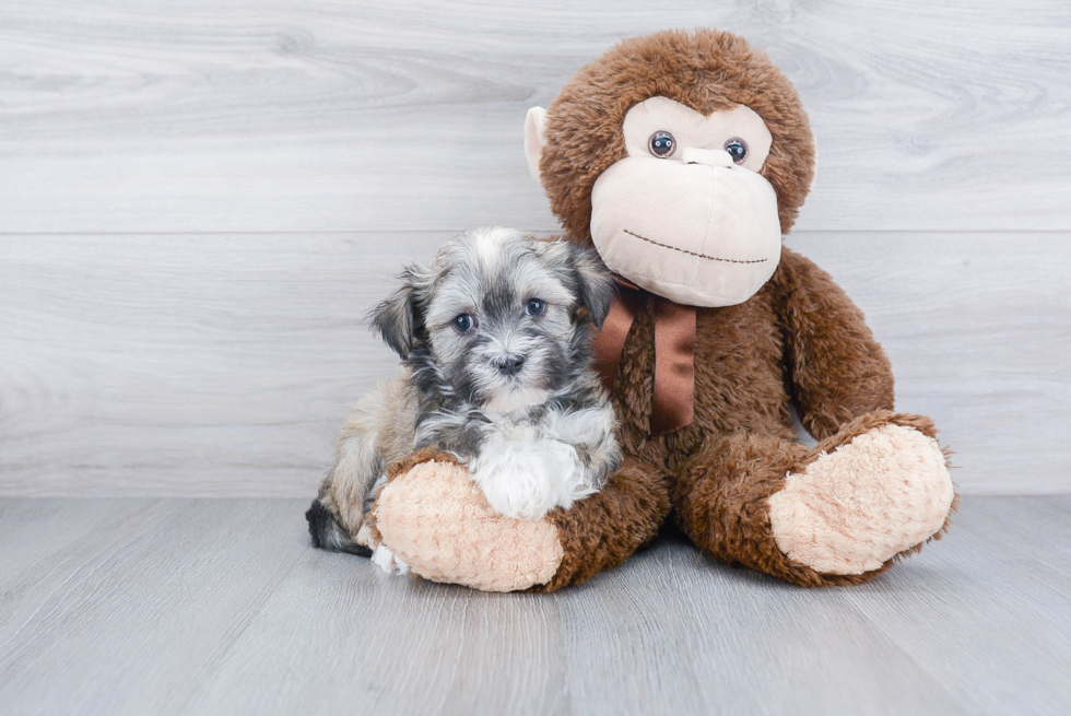 Small Havanese Baby