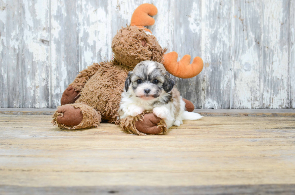 Teddy Bear Pup Being Cute