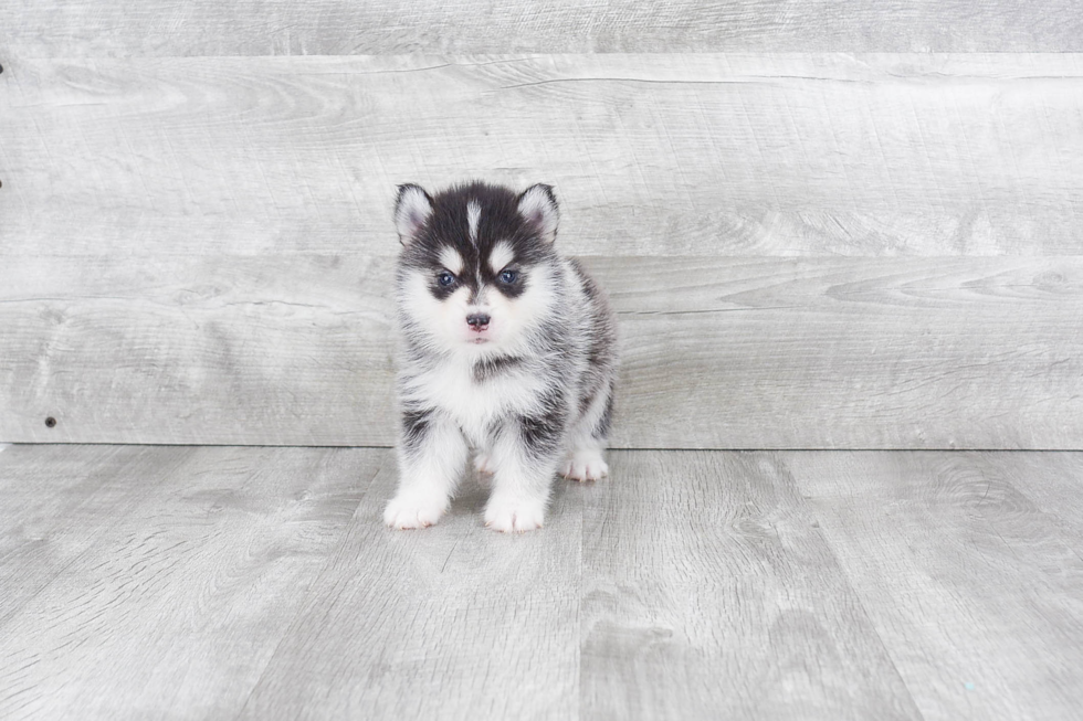 Friendly Pomsky Baby