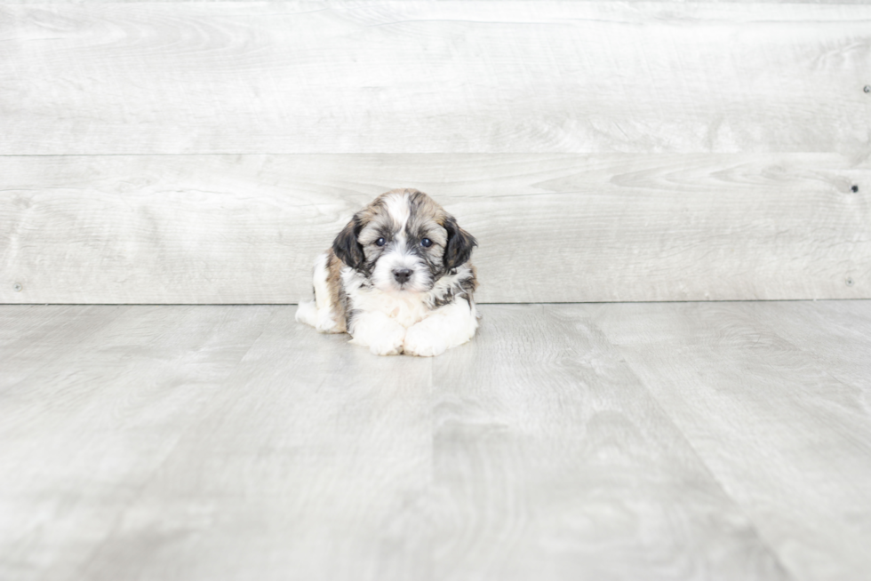 Best Havanese Baby