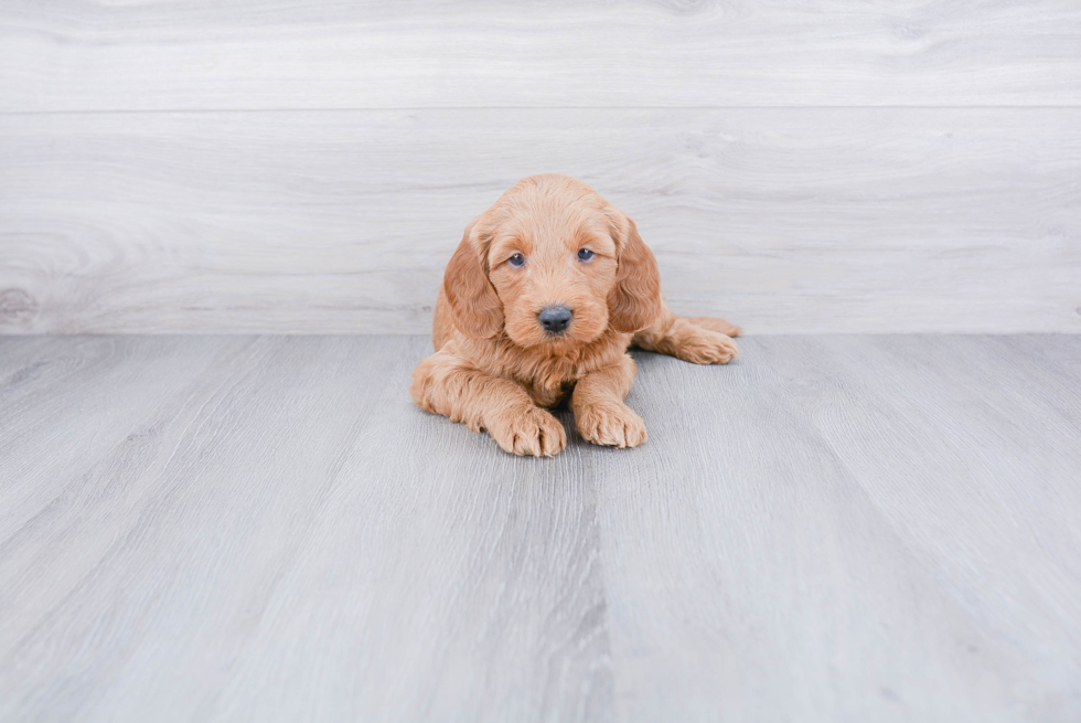 Happy Mini Goldendoodle Baby