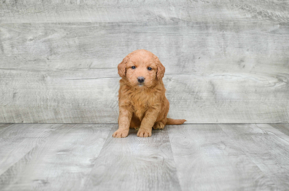 Best Mini Goldendoodle Baby