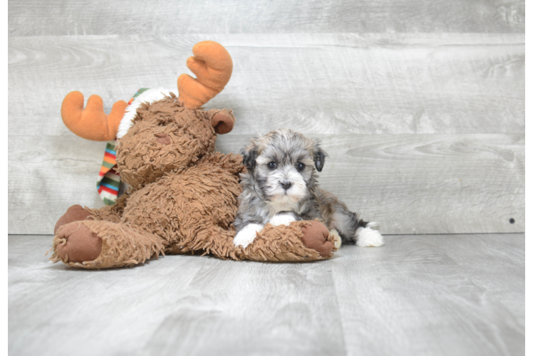 Best Havanese Baby