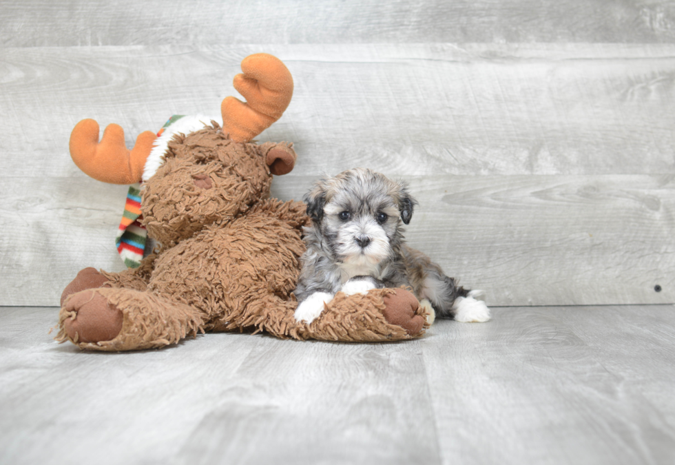 Best Havanese Baby