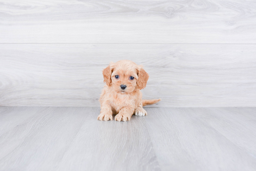 Little Cavoodle Poodle Mix Puppy