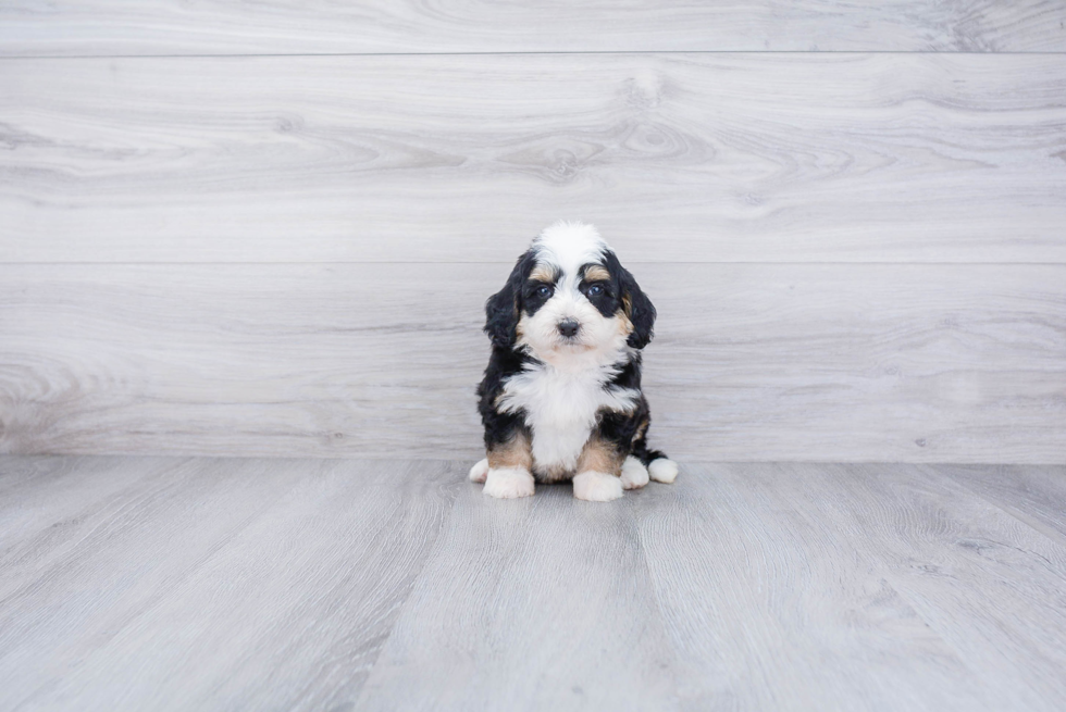 Playful Bernadoodle Poodle Mix Puppy