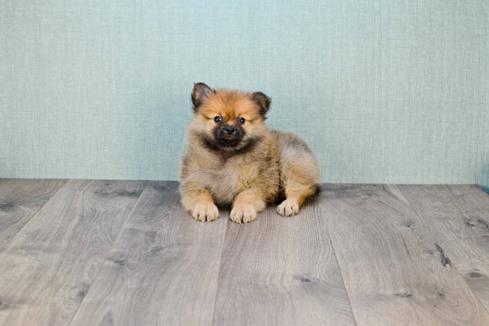 Little Pomeranian Baby