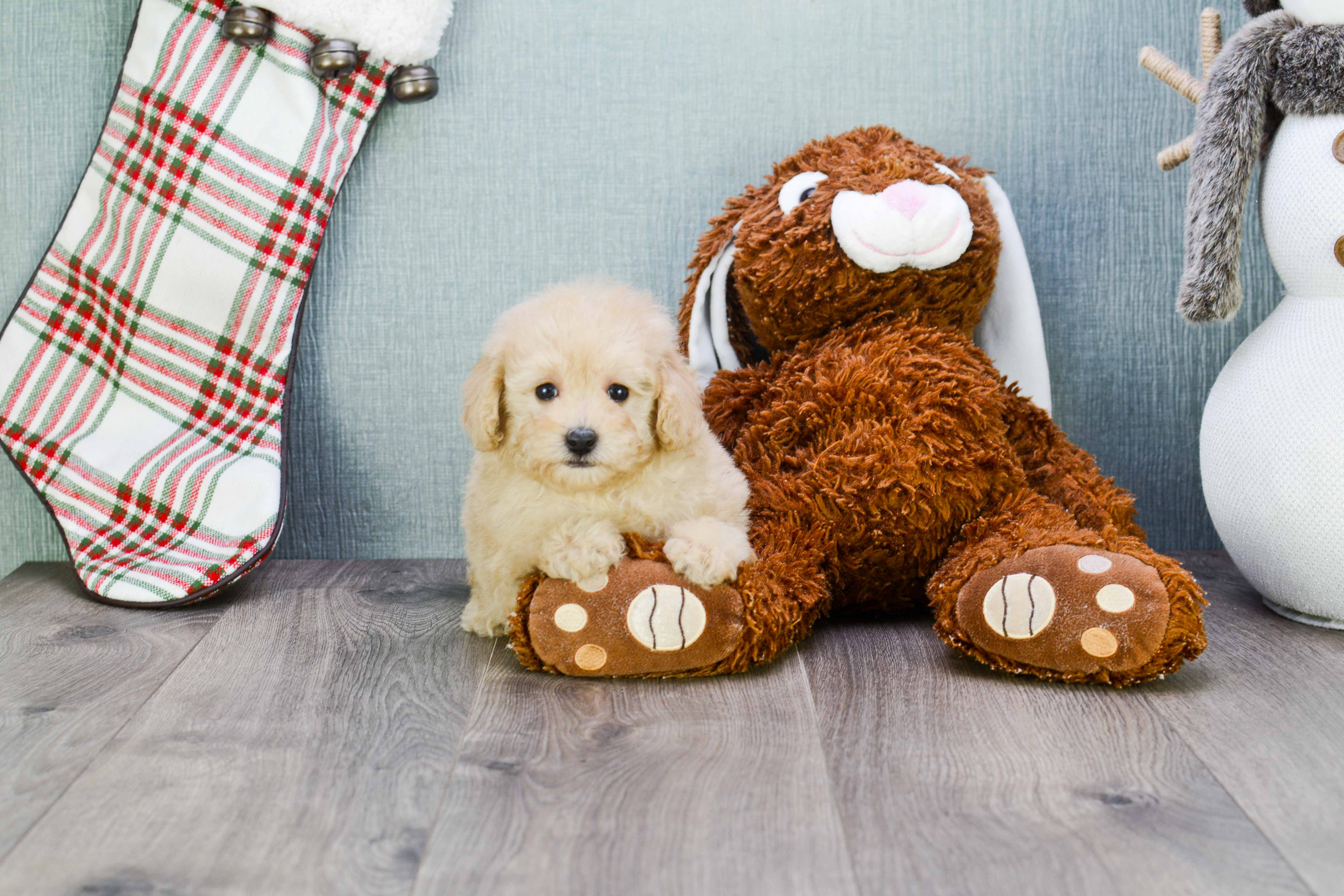 Maltipoo Pup Being Cute