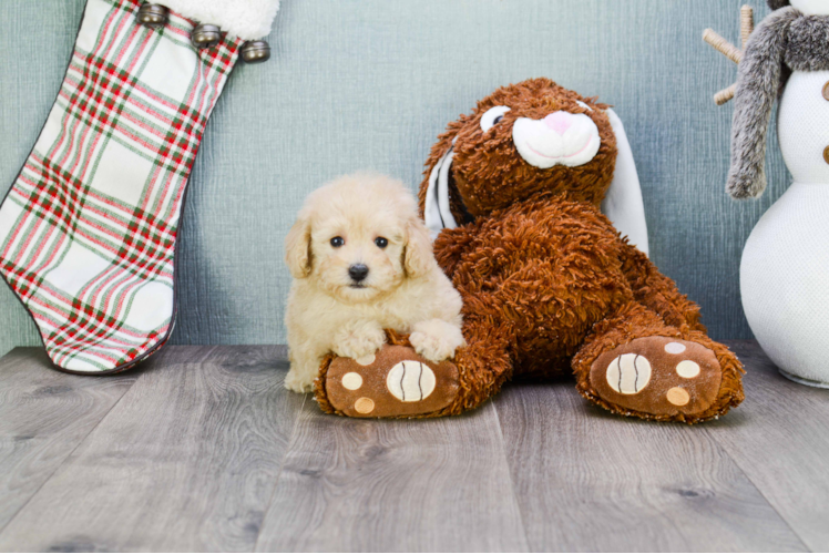 Maltipoo Pup Being Cute