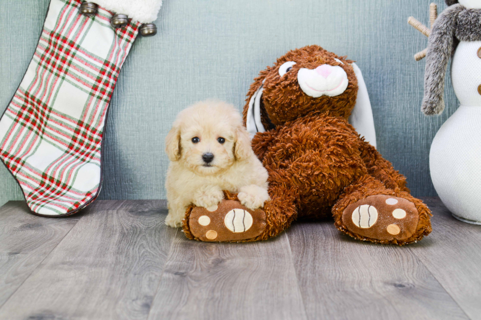 Maltipoo Pup Being Cute