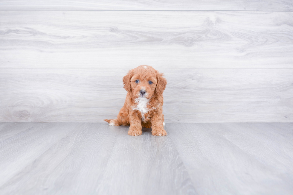 Petite Mini Goldendoodle Poodle Mix Pup