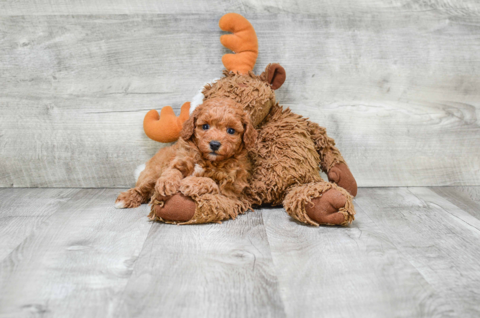 Best Cavapoo Baby