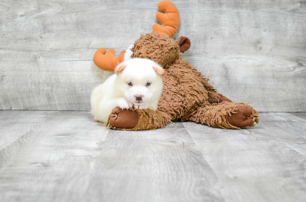 Cute Shiba Inu Mix Pup