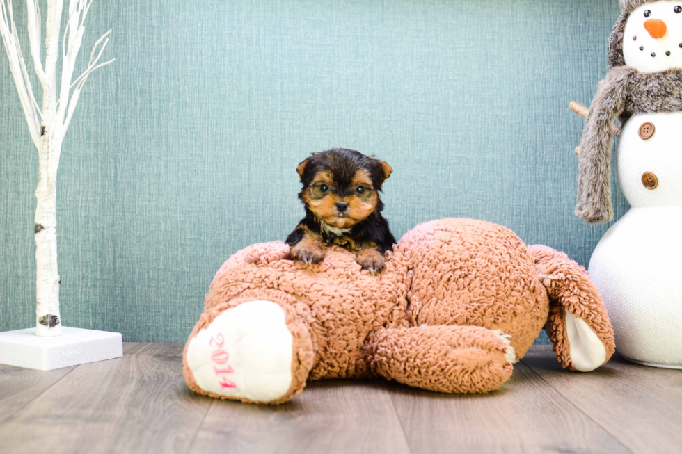 Meet Teacup-Goldie - our Yorkshire Terrier Puppy Photo 