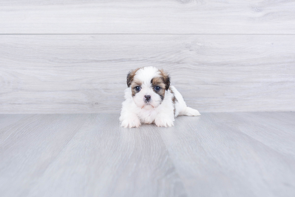 Teddy Bear Pup Being Cute