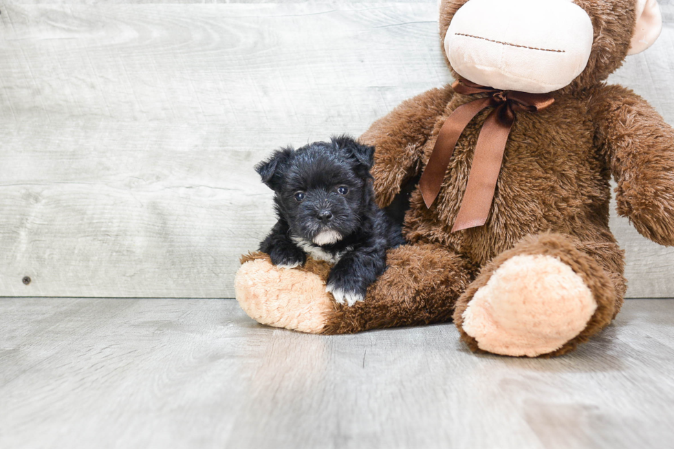 Morkie Pup Being Cute