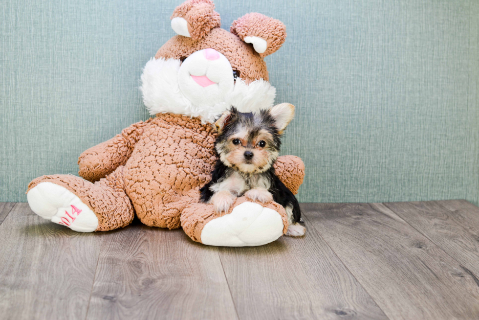 Sweet Morkie Baby