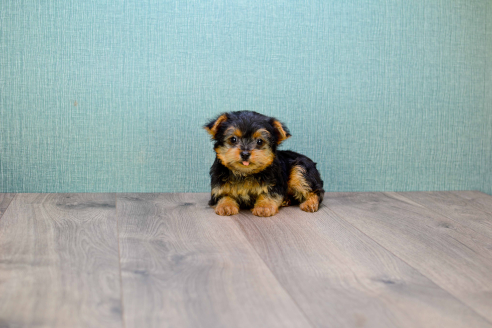 Meet Izzie - our Yorkshire Terrier Puppy Photo 