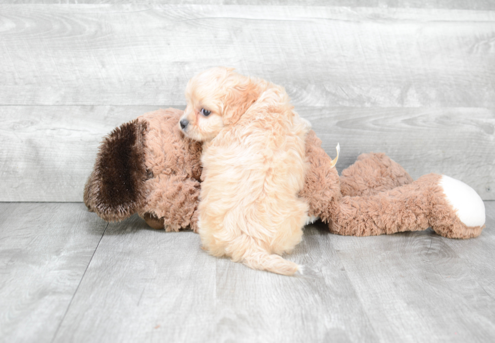 Funny Cavachon Designer Pup