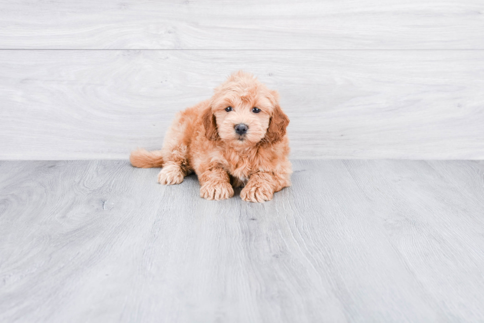 Mini Goldendoodle Puppy for Adoption