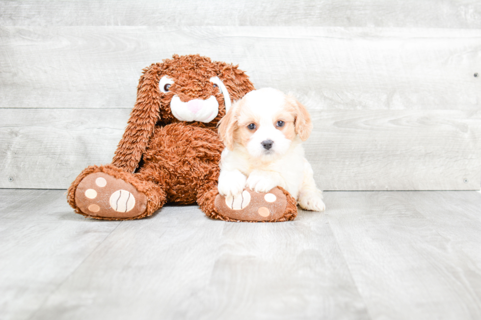 Smart Cavachon Designer Pup