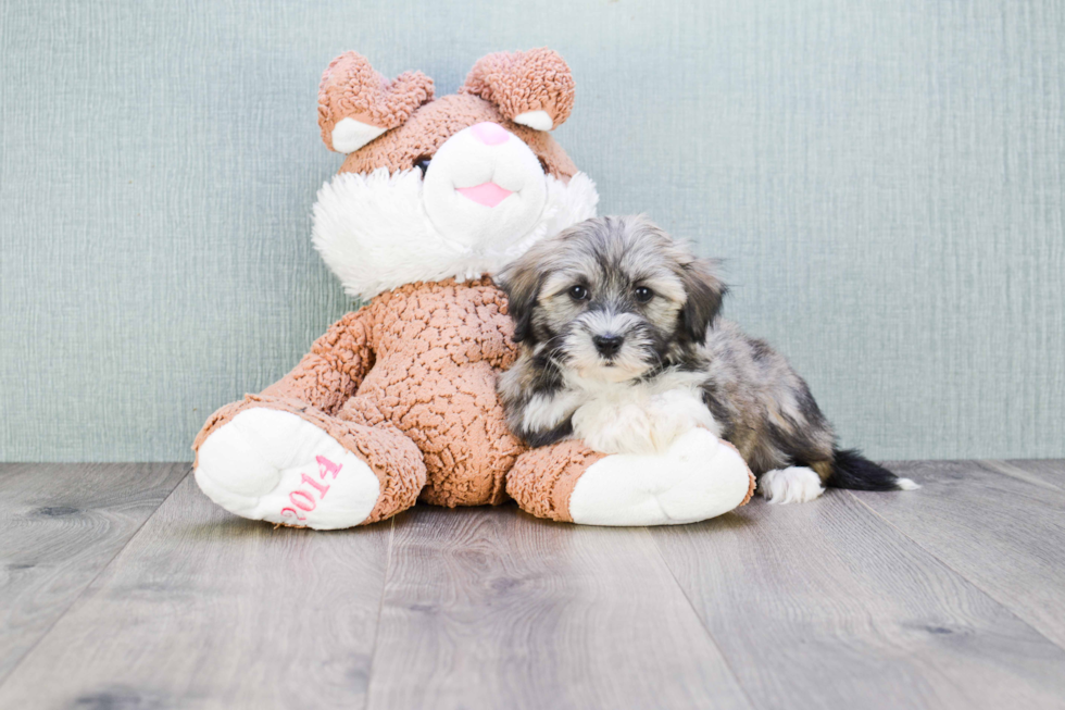 Best Havanese Baby