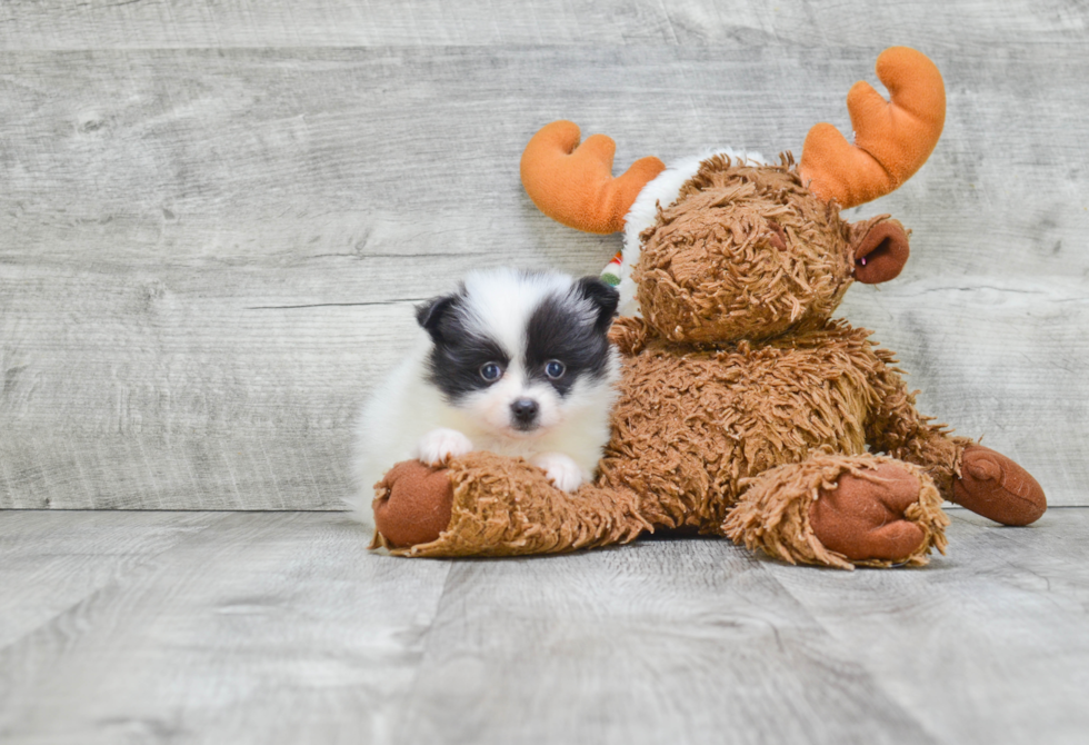 Energetic Pomeranian Purebred Puppy