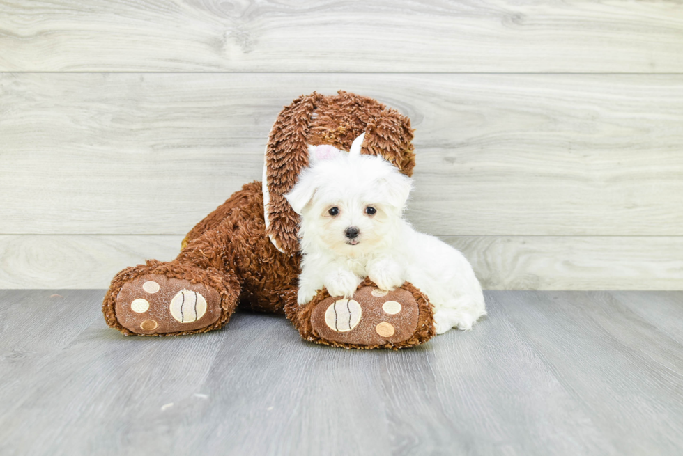 Friendly Maltese Purebred Pup