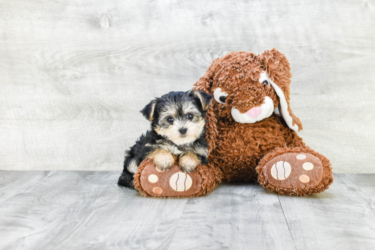 Best Morkie Baby